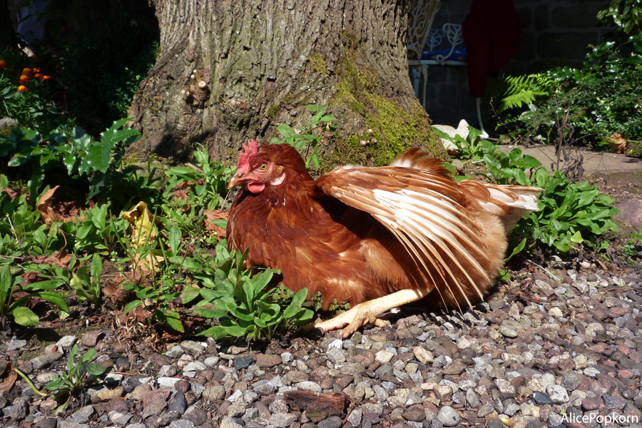 braunes Huhn liegend unter einem Baum in der Sonne