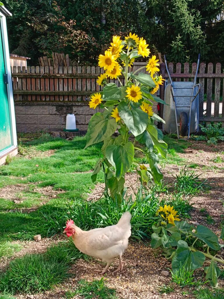 weißes Huhn vor einer großen blühenden Sonnenblume